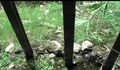 The creek