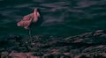 A bird near the water